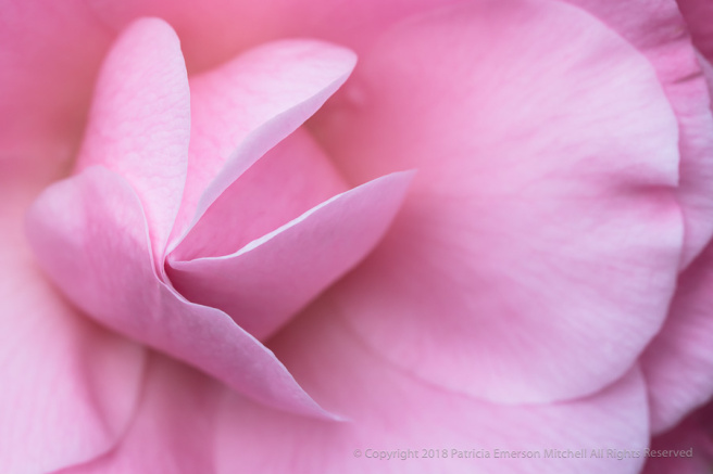 Pink_Camellia_(IV),_1.5.18.jpg