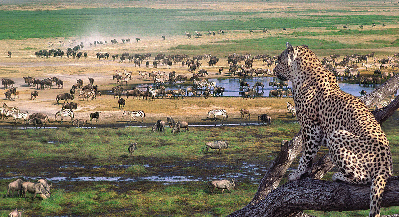 Producers, primary consumers and secondary consumers; all on the Serengeti of Africa.