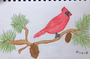 Cardinal, bird