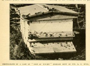 BBJ 1915 - Hive affected with Isle of White Disease