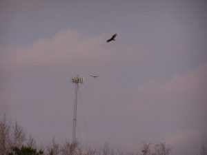 Vultures seeking prey around cell phone tower area