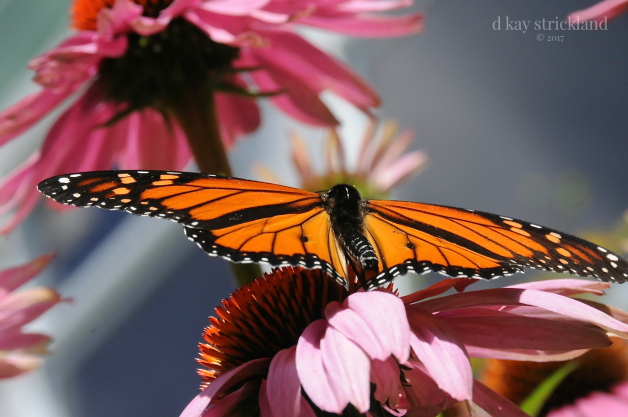 Male Monarch Butterfly.EH