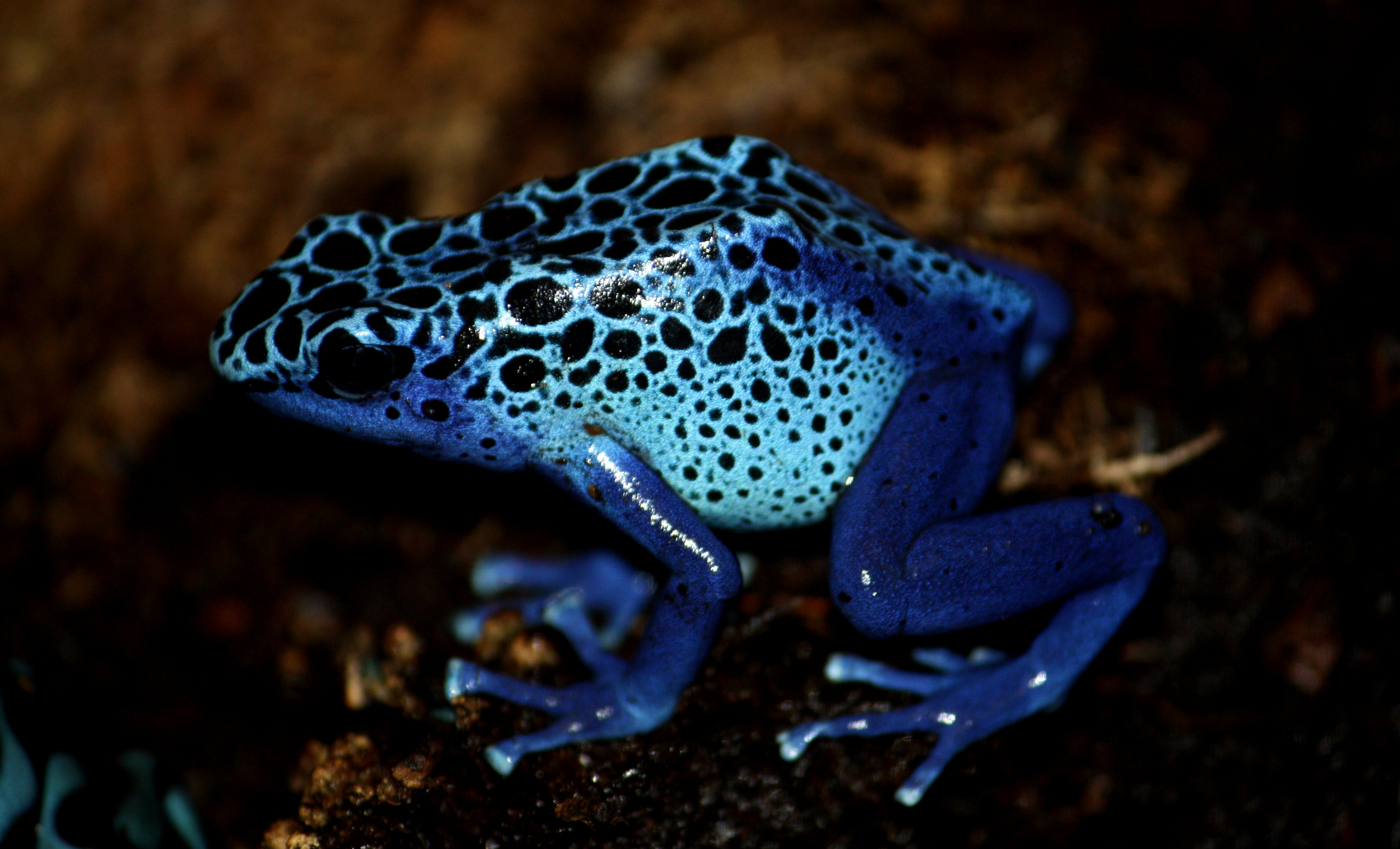 Image result for poison dart frog