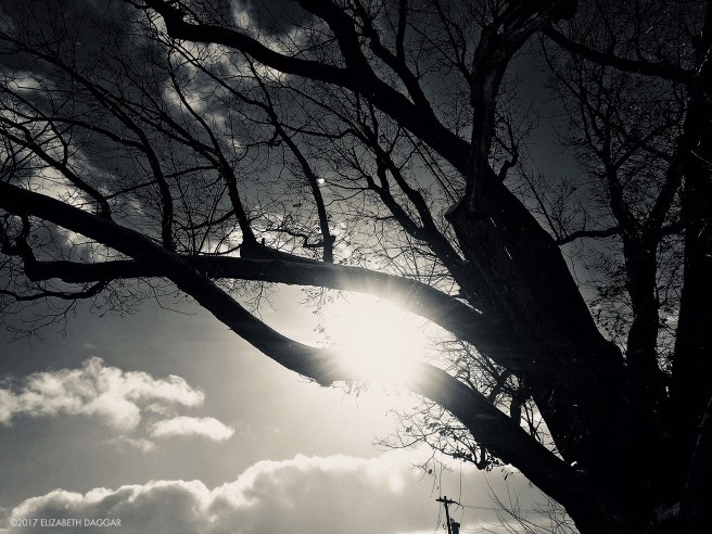 black and white photograph of sun coming through tree branches