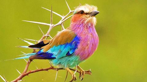 black lilac breasted roller