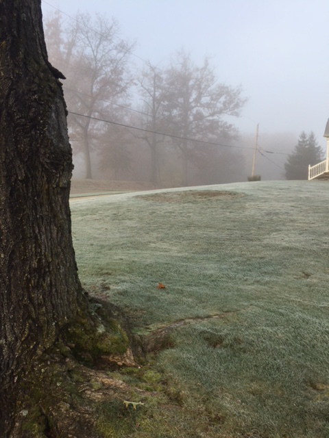 Frosty morning fog