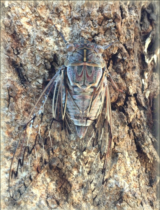 cicada-3.jpg