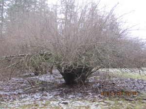 A wild hazelnut tree.