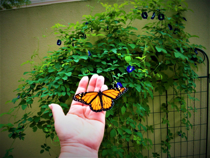 Monarch on Blue Butterfly Pea Vine (4)