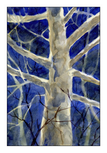 Moonlit Sycamore 1