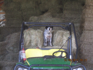 A black and white dog on hay stacked on Gator.
