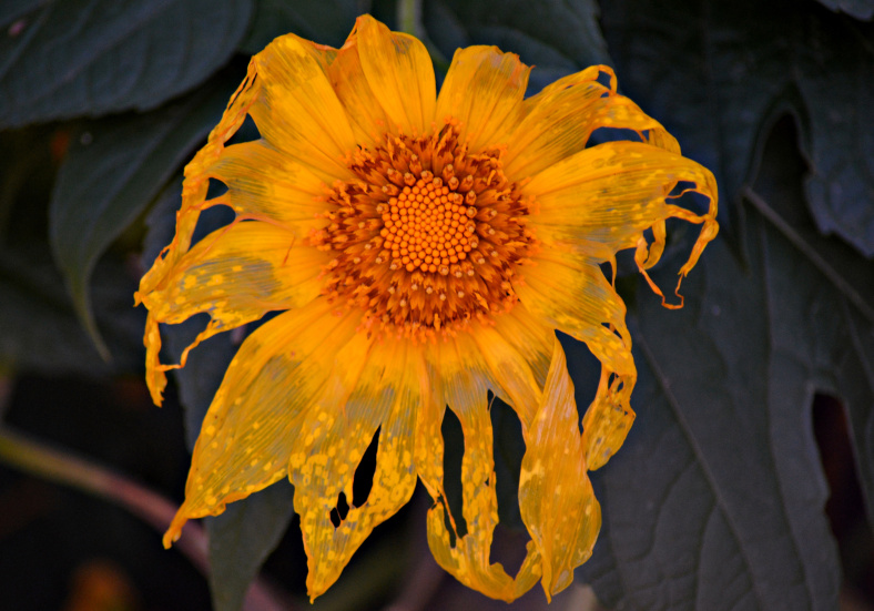 Mexican Sunflower2