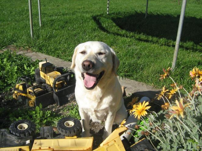 A happy dog