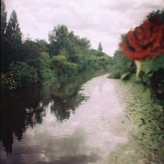river rose