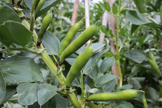 Growing-Broad-Beans-Full