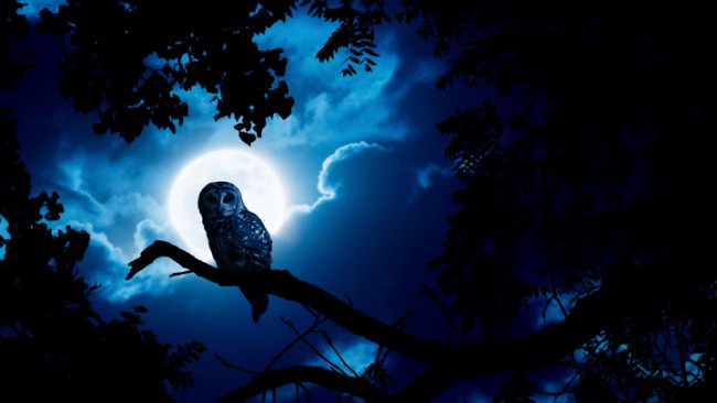 night-owl