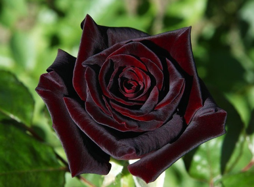 darkRed-rose.jpg