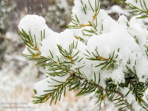 Pinon Pine, pinus edulis, in snowstorm, Mesa Verde National Park, Colorado