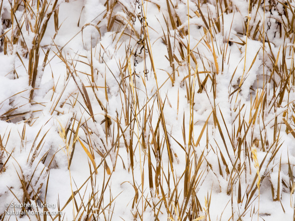 Fresh snow and grasses, Mesa Verde National Park, Colorado.