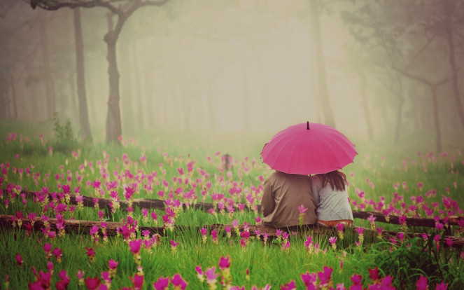 couple-sitting-under-pink-umbrella-in-a-pink-flower-field-1680x1050-wide-wallpapers.net