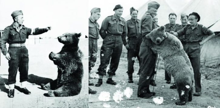 Wojtek Soldier Bear