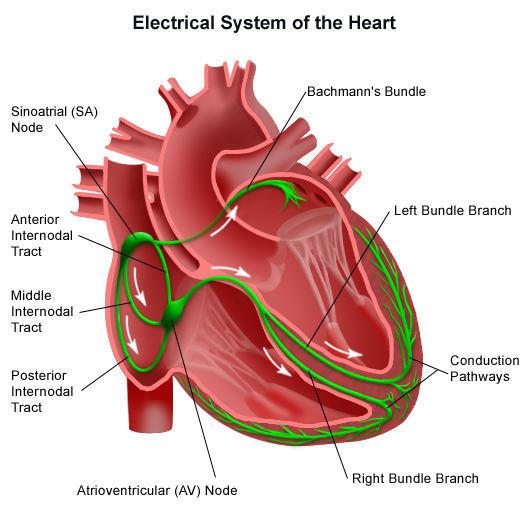 Image result for cardiac conduction system