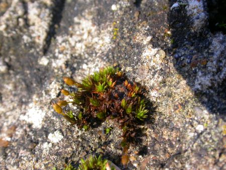 Picture of Orthotrichum anomalum