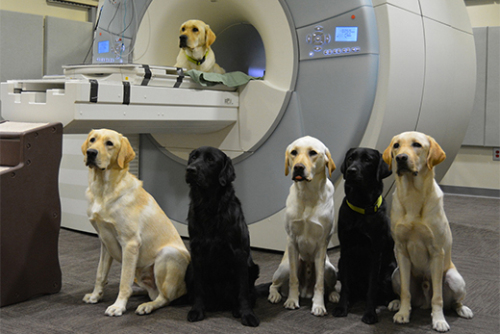 Dogs with MRI machine