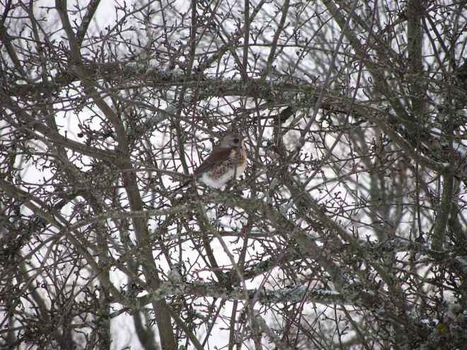 1024px-A_bird_in_the_winter6