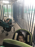 Filistia and my nephew waiting for about one hour in front of the disabled gate, which hasn't been opened in years, as claimed by the aggressive Israeli Occupied Force. You can imagine when babies are tied for that long how fussy they get.