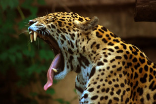 MarcusObal - https://en.wikipedia.org/wiki/Jaguar#/media/File:Panthera_onca_at_the_Toronto_Zoo_2.jpg
