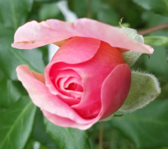 Shrub rose 'persian mystery', July 2016