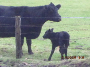 A Black Angus cow with newborn in field by fence.