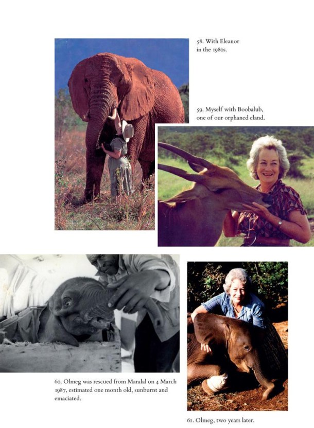 elephants Posted on CC Flickr 7 Photos all copyrights held by Macmillan Books this photo including Eleanor 1980s and Olmeg