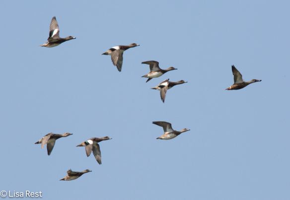 Shoveler followed by Wigeon McGinnis 09-17-17-8293