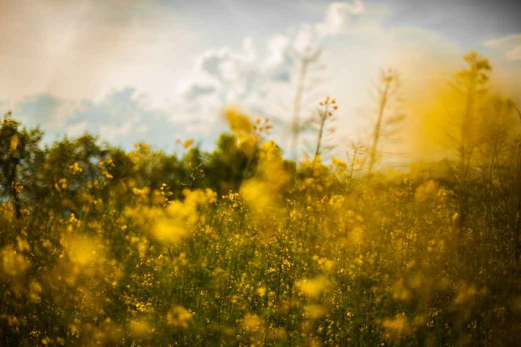 nature-field-flowers-yellow.jpg