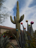 Christmas Agave in Arizona