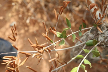 olive dieback. Image courtesy of EFSA