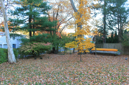 While the young hickory in the backyard clings to its shock of bright yellow leaves, enough leaves have fallen on the yard to begin fall cleanup.