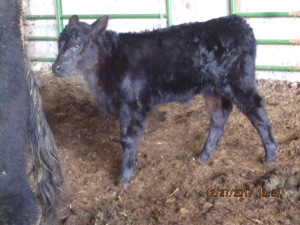 Month old Black Angus calf standing in barn.