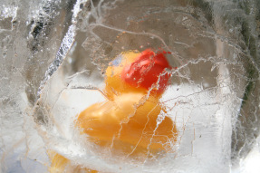 stockvault-duck-in-ice102748