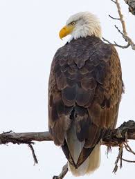 Image result for images of a bald eagle