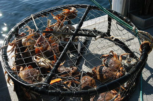 Dungeness crabs in crab trap