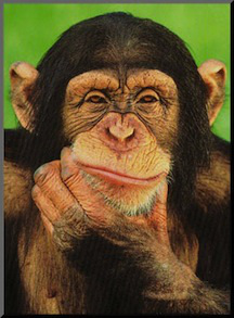 chimpanzee-personality