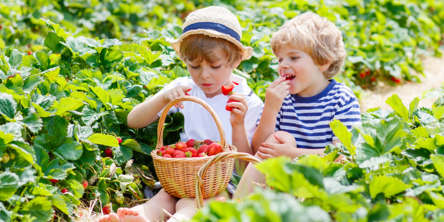 children-eating-strawberries-1200x600