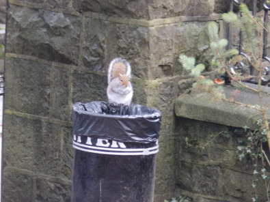 The squirrel in the bin - Clitheroe