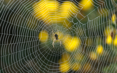 spider-web-2