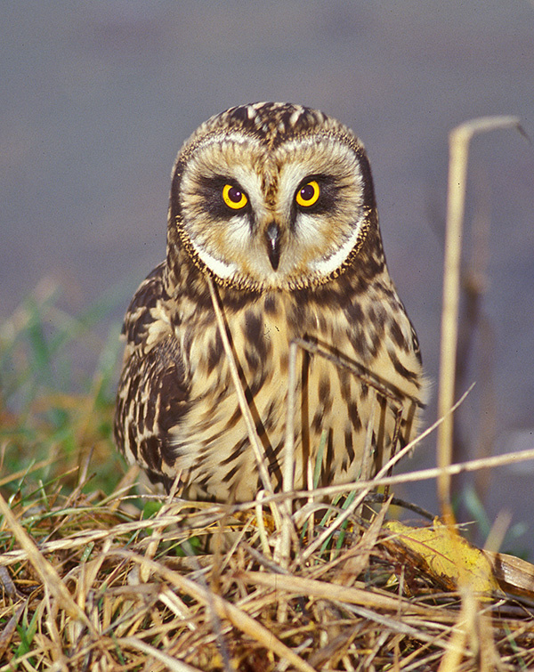 short-eared-owl-by-Jack-Helle