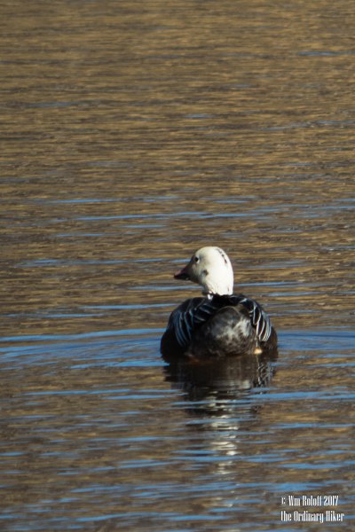 blue-morph-snow-goose