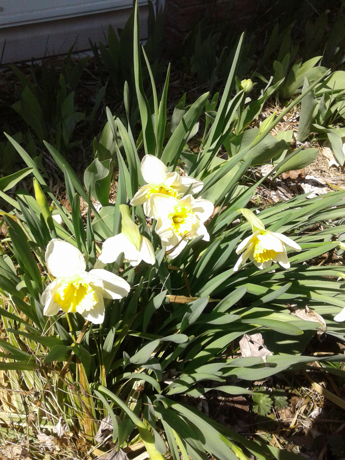 Narcissus in our garden